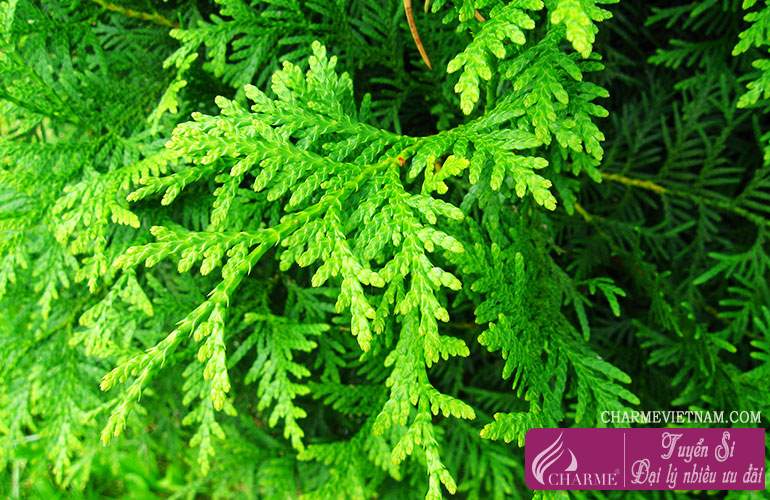 Gỗ Thuja