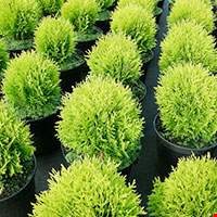Gỗ Thuja