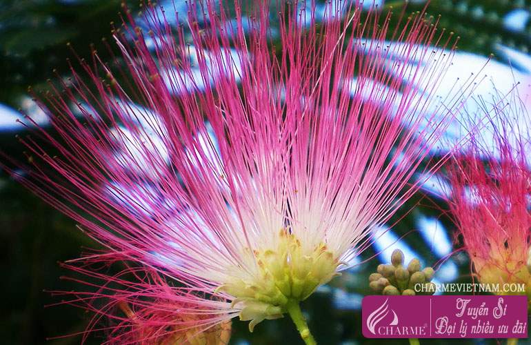 Hoa bản xe