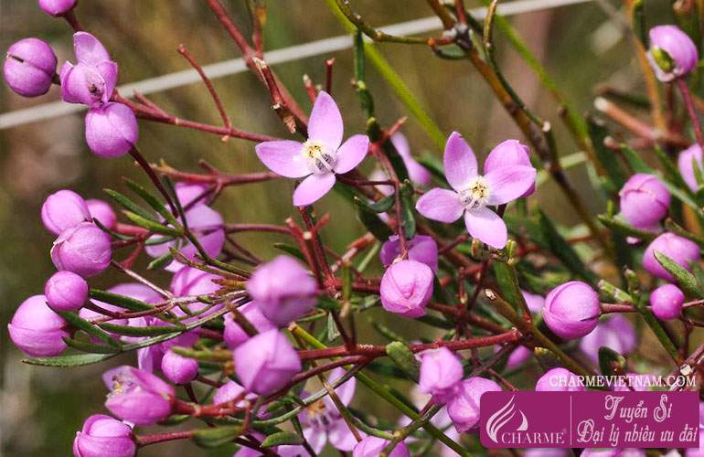 Hoa Boronia