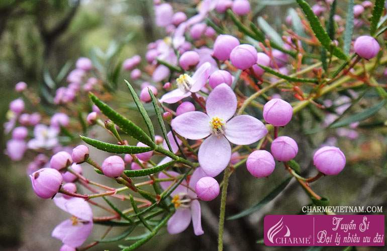Hoa Boronia