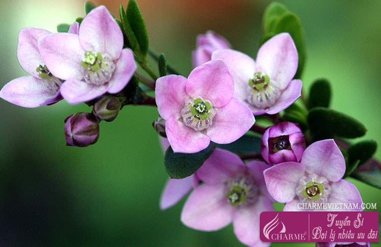 Hoa Boronia