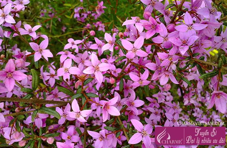 Hoa Boronia