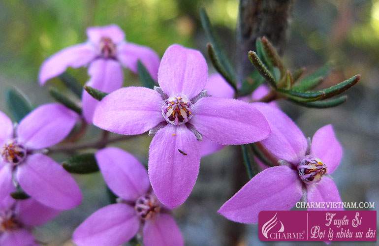 Hoa Boronia