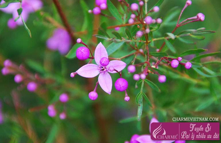 Hoa Boronia
