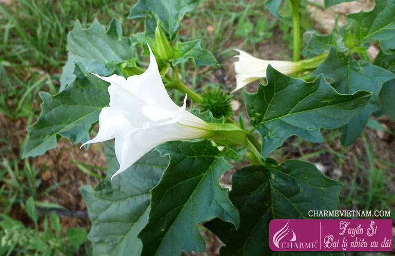 Hoa cà dược