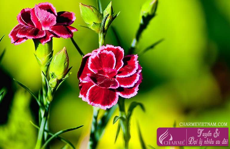 Hoa cẩm chướng trắng