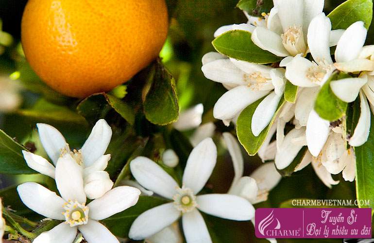 Hoa cam Valencia