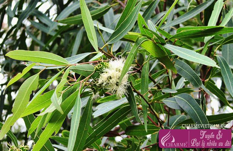 Hoa cây khuynh diệp