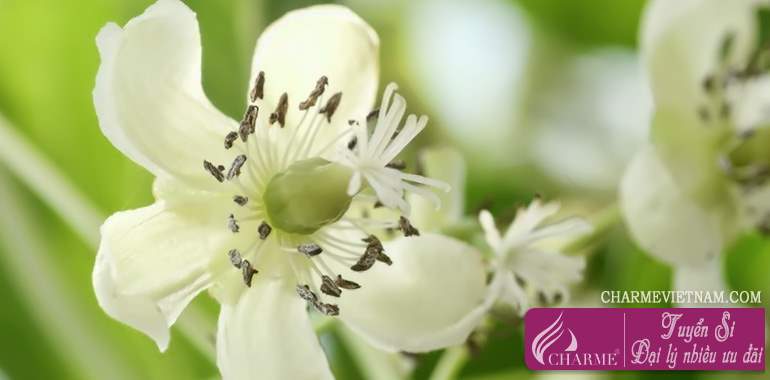 Hoa cây Kiwi