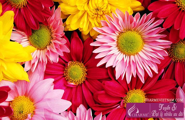 Hoa cúc (chi Chrysanthemum)