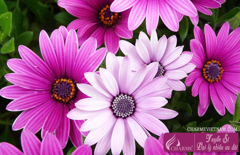 Hoa cúc (chi Chrysanthemum)