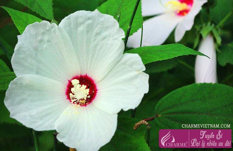 Hoa dâm bụt Rose Mallow