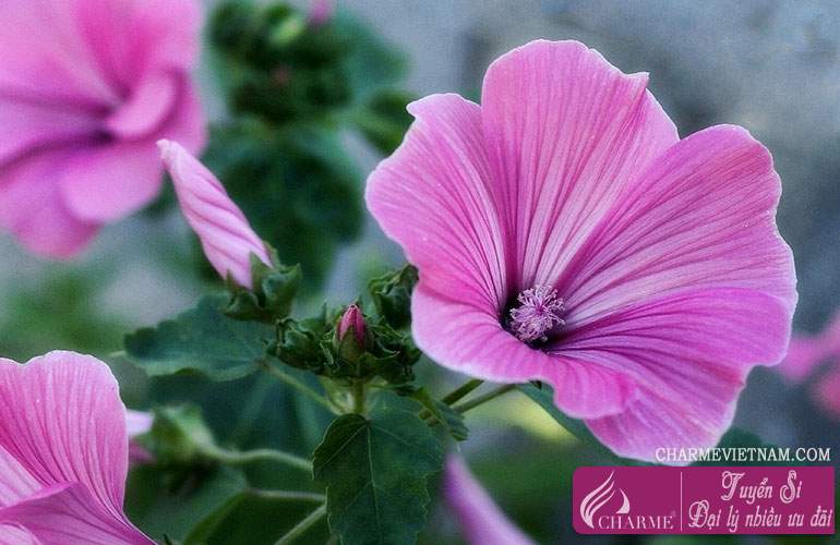 Hoa dâm bụt Rose Mallow