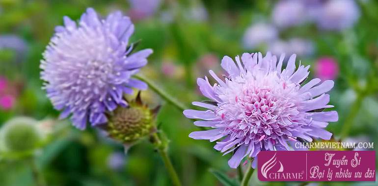 Hoa Field Scabious
