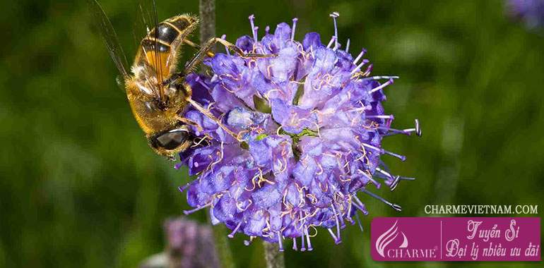 Hoa Field Scabious