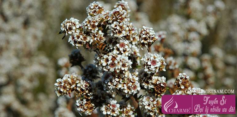 Hoa Fragonia