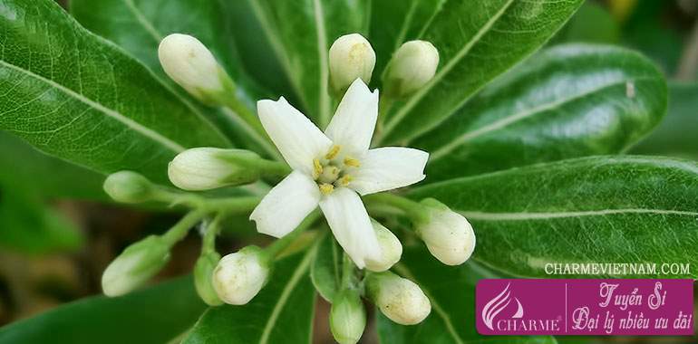 Hoa hải đồng (Pitosporum)