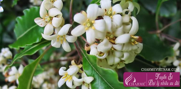 Hoa hải đồng (Pitosporum)