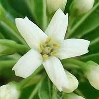 Hoa hải đồng (Pitosporum)