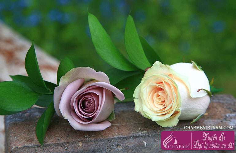 Hoa hồng san hô