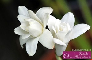 Hoa huệ trắng 2