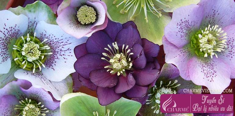 Hoa lê lư (Hellebore)