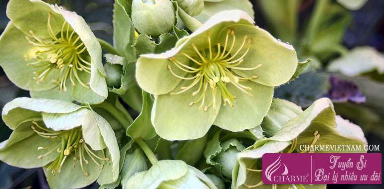 Hoa lê lư (Hellebore)