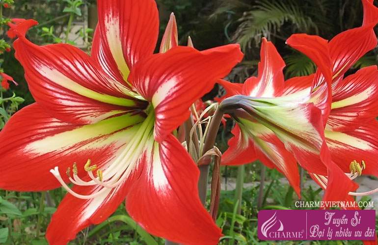 Hoa loa kèn đỏ (Amaryllis)