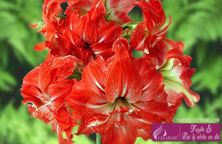 Hoa loa kèn đỏ (Amaryllis)
