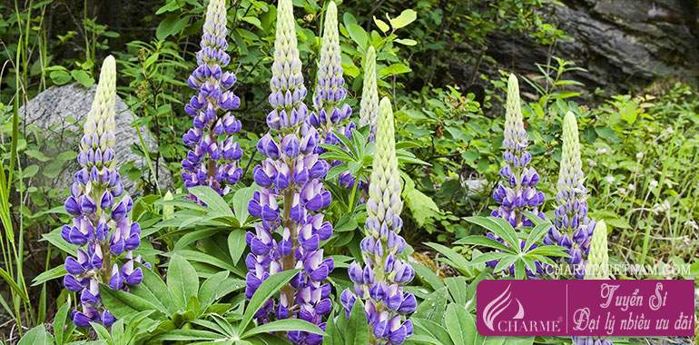Hoa Lupin