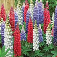 Hoa Lupin