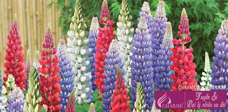 Hoa Lupin