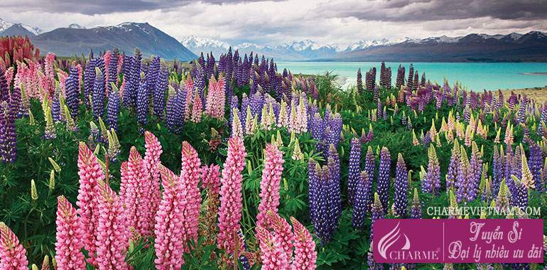 Hoa Lupin