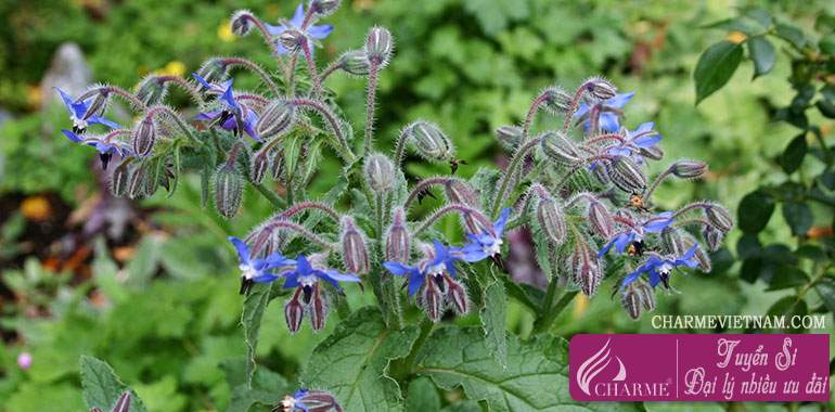 Hoa Lưu Ly Borage