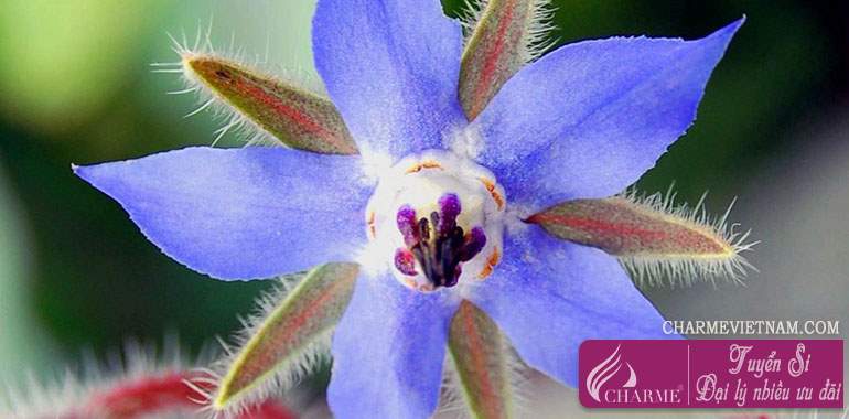 Hoa Lưu Ly Borage