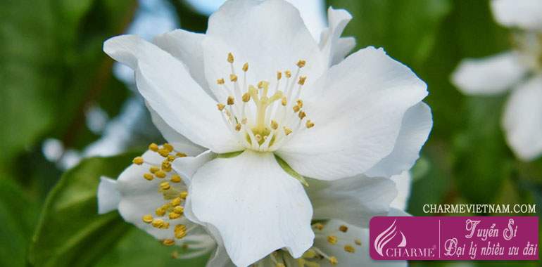 Hoa Mock Orange