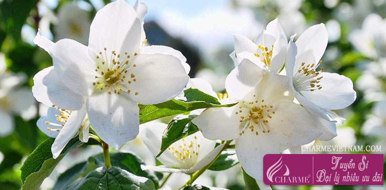 Hoa Mock Orange