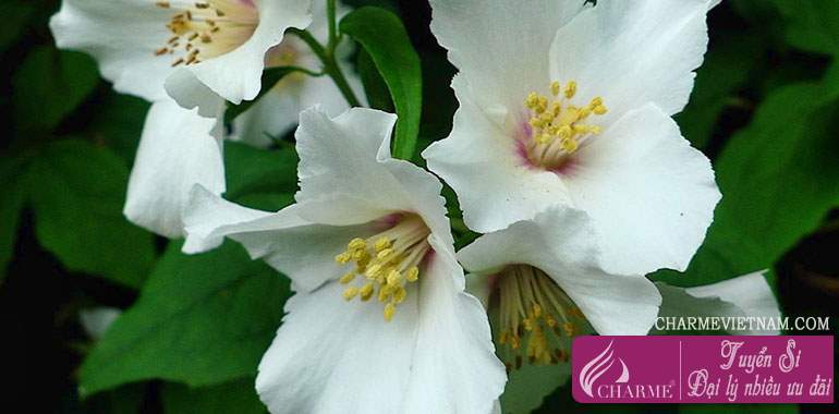 Hoa Mock Orange