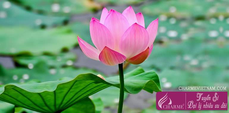 Hoa sen hồng