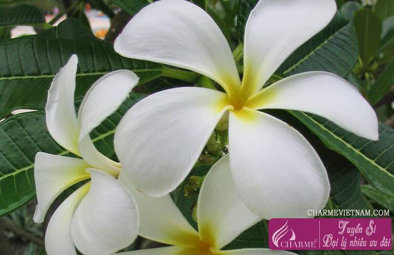 Hoa Tiare Tahiti