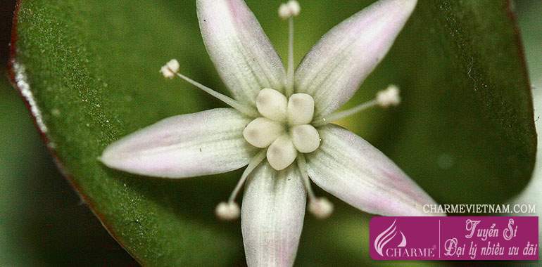 Hoa tiền