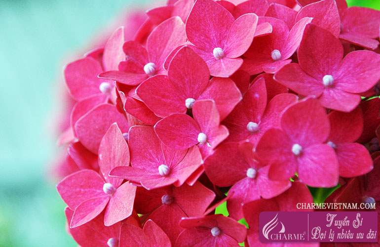Hoa tú cầu
