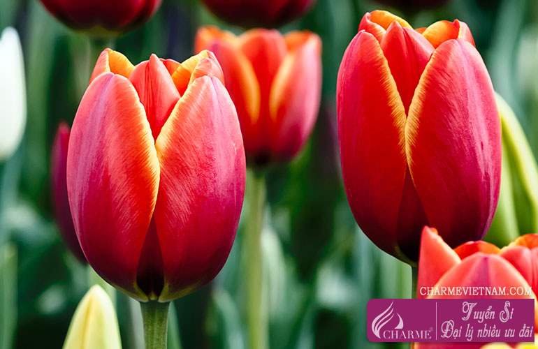 Hoa Tulip đỏ