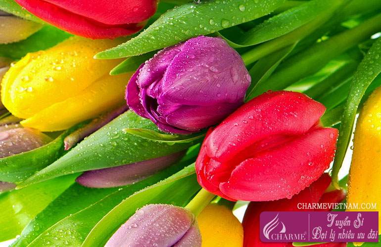 Hoa Tulip đỏ