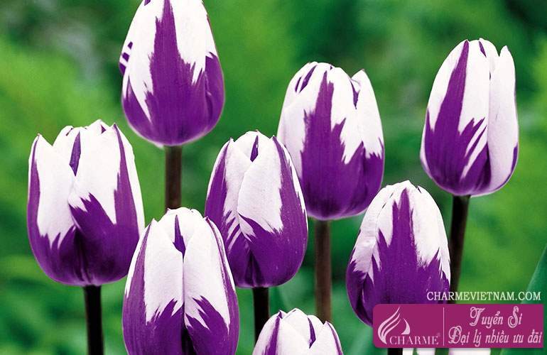 Hoa Tulip đỏ