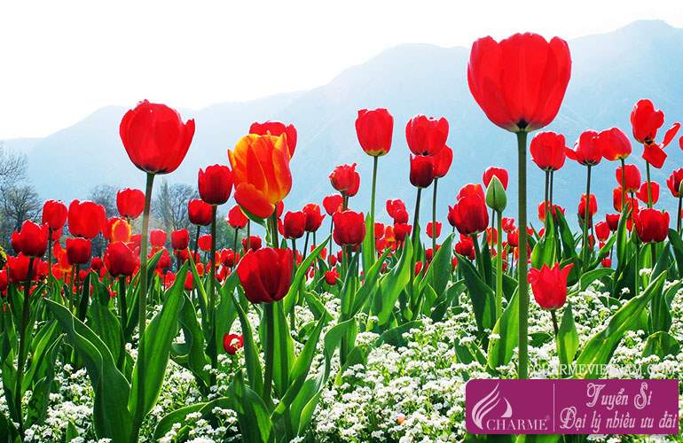 Hoa Tulip hồng