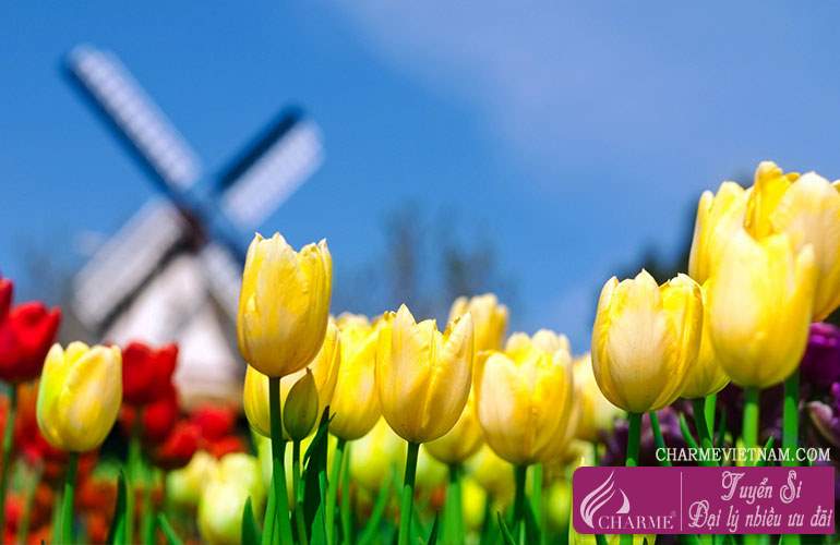 Hoa Tulip hồng