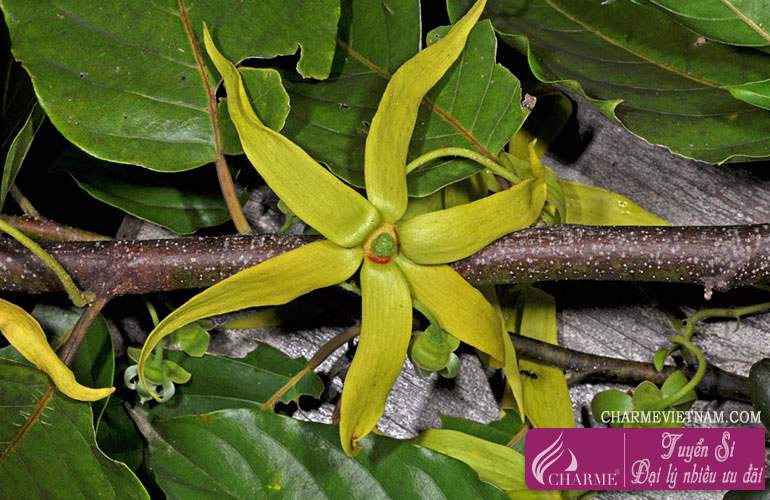Hoa Ylang-ylang Madagascar
