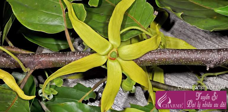 Hoa Ylang-ylang Madagascar